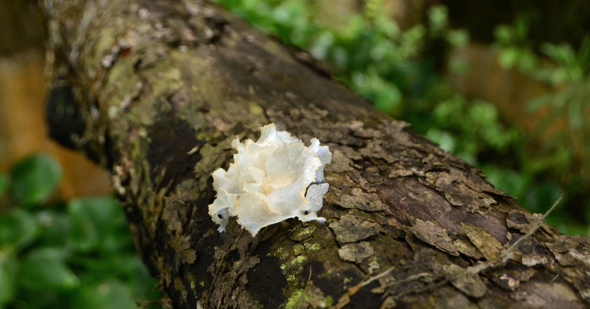 Tremella Fuciformis