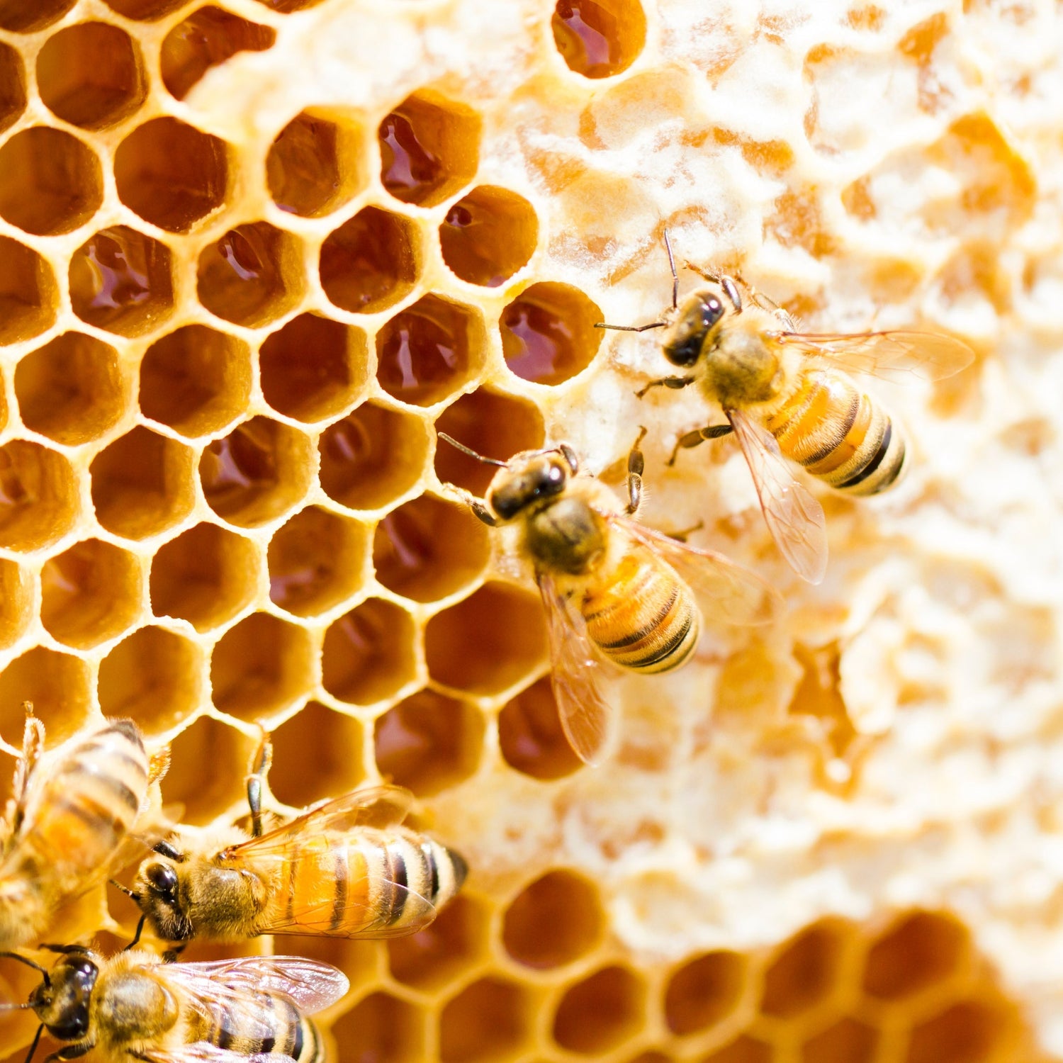 Beeswax in natural skincare — nature's oldest beauty secret for moisturising and protecting skin