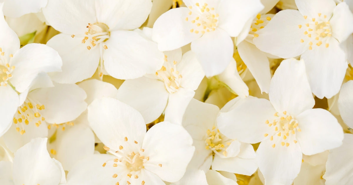 Jasmine extract skincare benefits — natural floral ingredient for brightening and anti-aging skin care