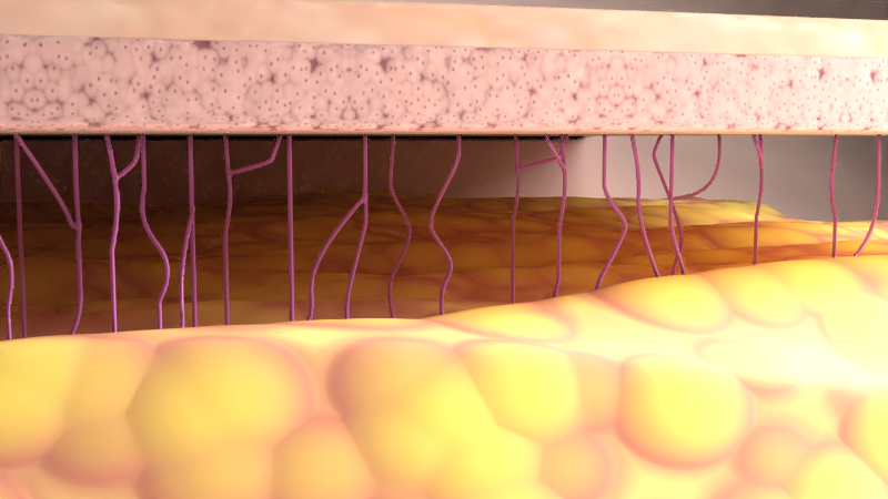 Skin is the largest organ — why choosing safe clean skincare ingredients matters for your health