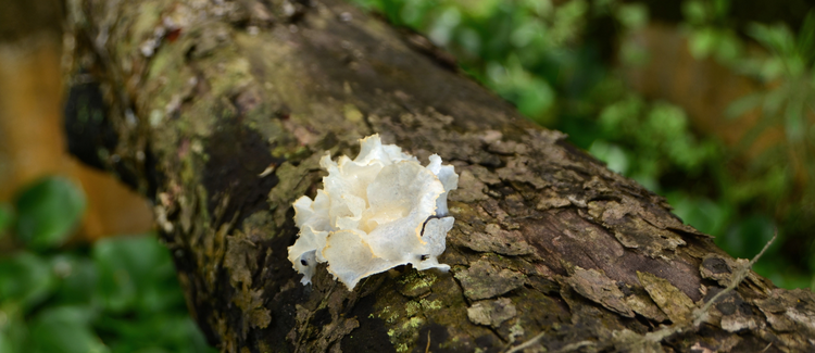 Tremella Fuciformis