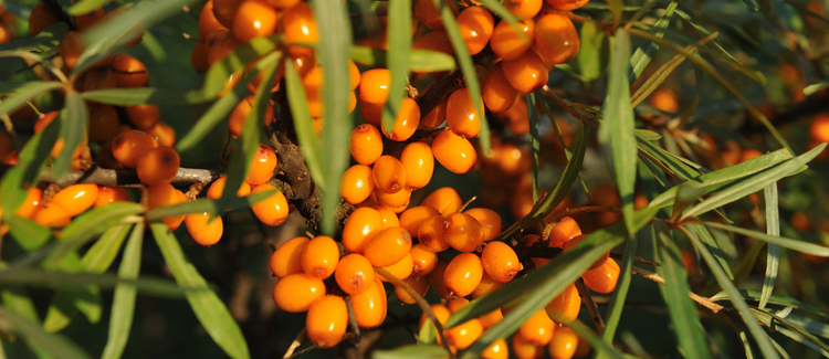 Sea Buckthorn