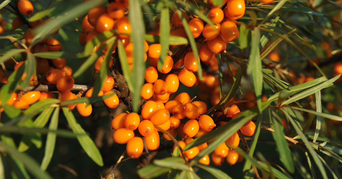 Sea Buckthorn