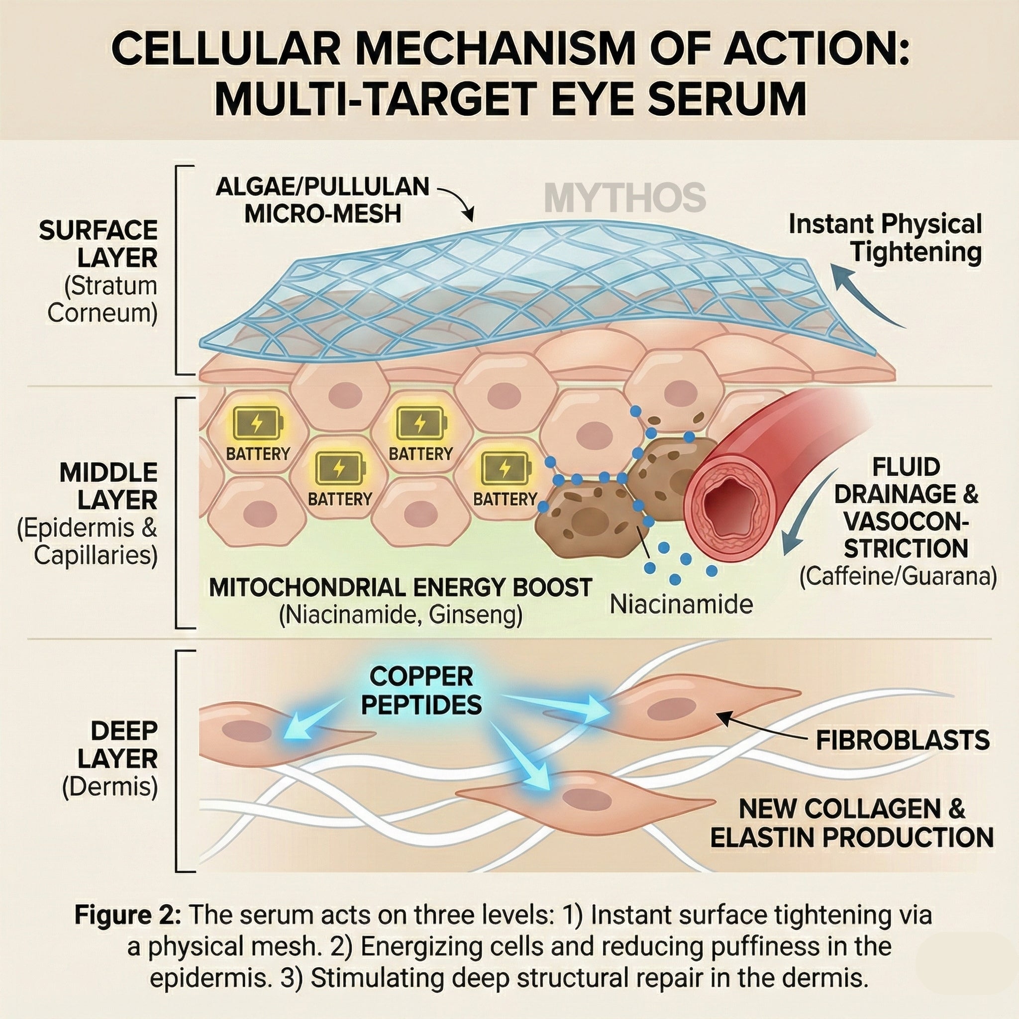 Eye serum absorption — how copper peptides penetrate delicate under-eye skin to restore firmness